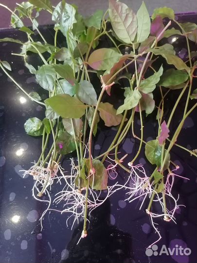 Комнатный жасмин Самбак