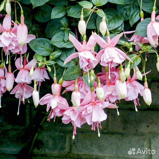 Фуксия Pink Galore