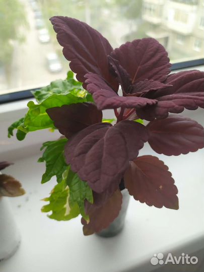 Колеусы вегетативные