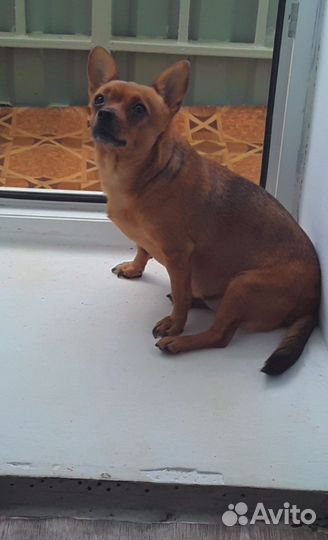 Собака бесплатно в добрые руки