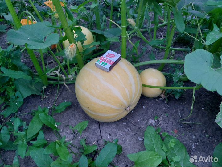 Тыквы разных размеров