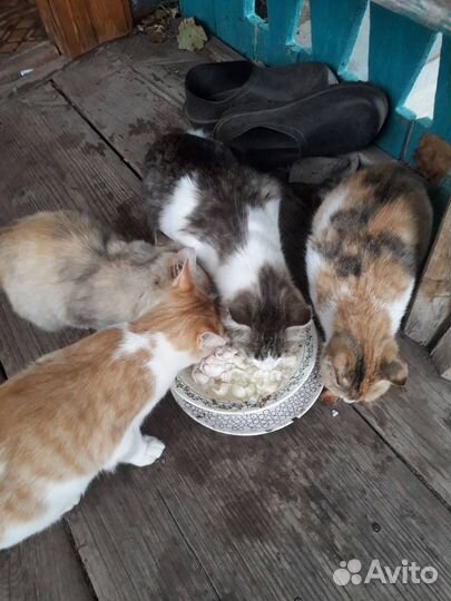 Котята в добрые руки