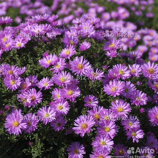 Многолетники