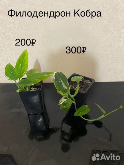 Филодендроны