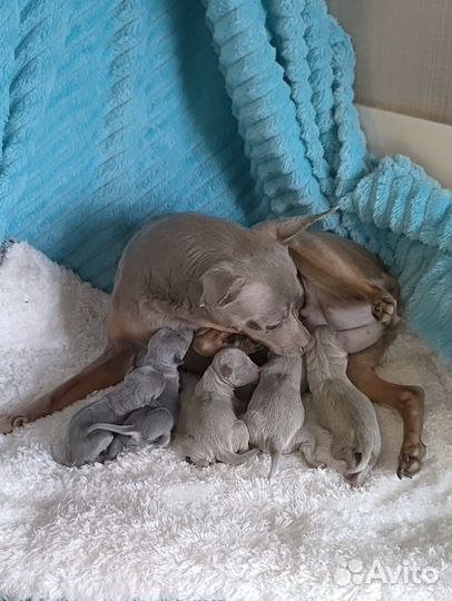 Мини цветные тойчики