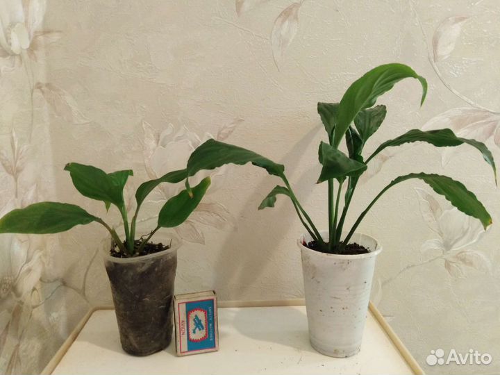 Фикус Тинеке,Руби,Робуста, Мелани