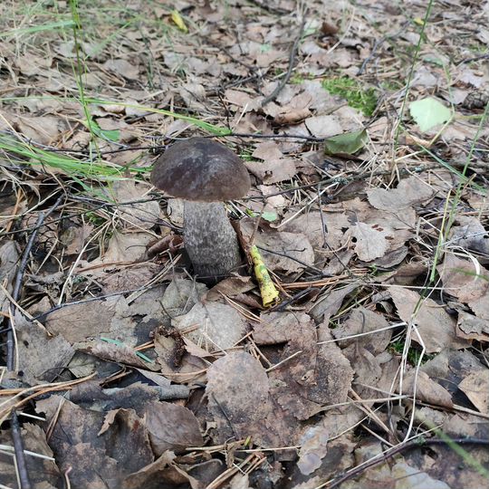 Дом 36 м² на участке 11 сот.