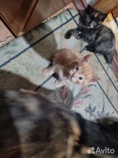 Рыжий котенок мальчик в добрые руки