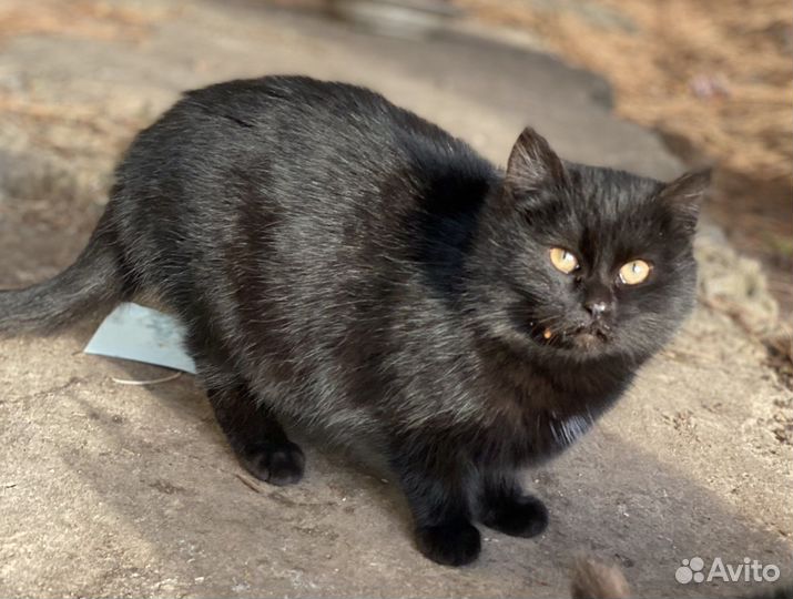 Кошка котята