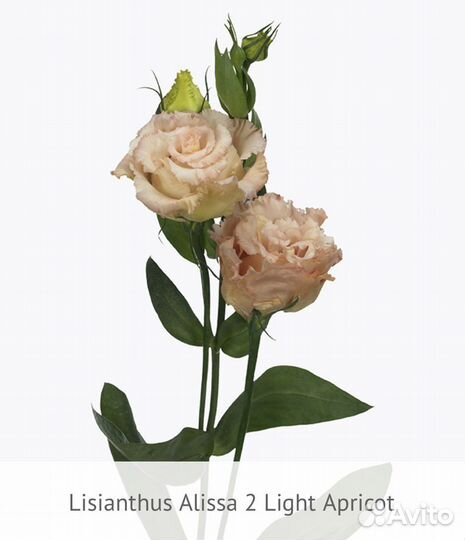 Рассада эустомы серии Alissa