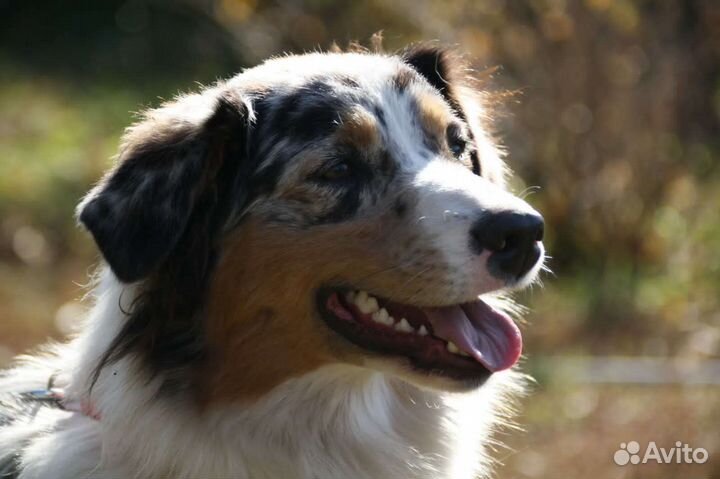 Щенки Аусси