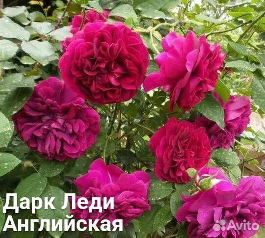 Саженцы роз