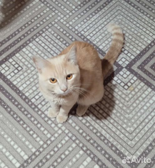 Кот