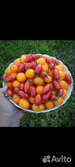 Рассада сортовых томатов, огурцов, перцев