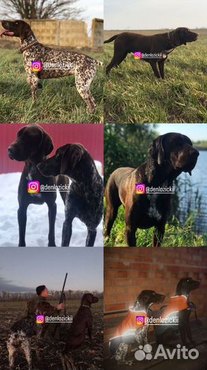 Щенки курцхаара