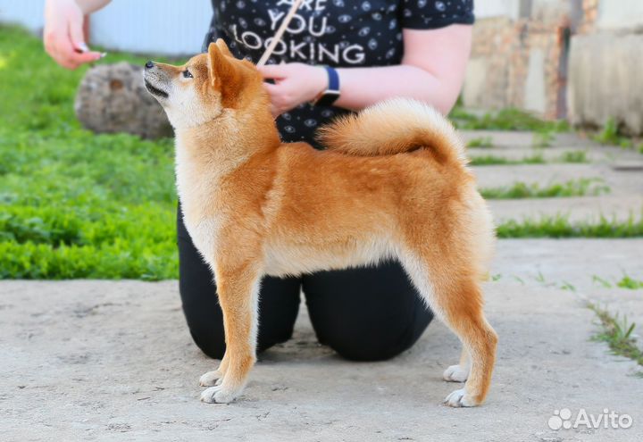 Сиба ину девочка