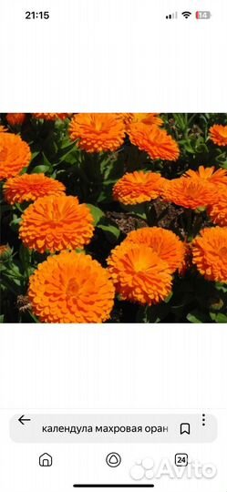 Календула семена в ассортименте