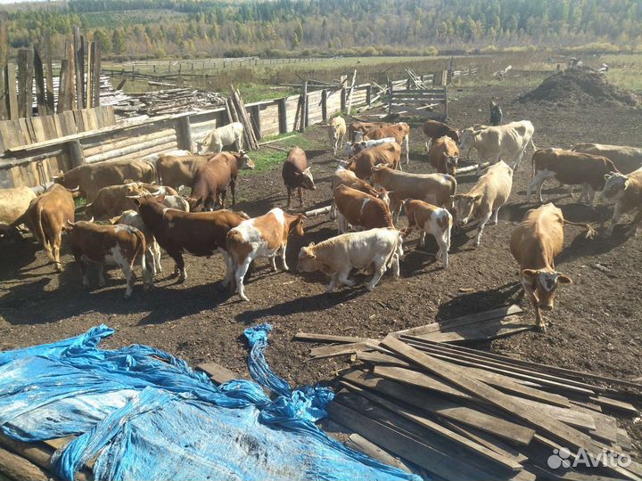 Продажа. крс