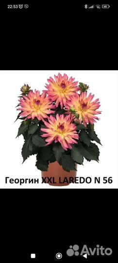 Георгины низкорослые