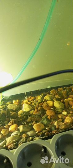 Аквариумные рыбки