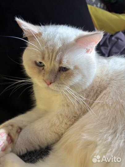 Шотландский кот вязка