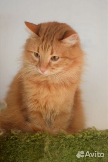 Рыжая девочка Пуша