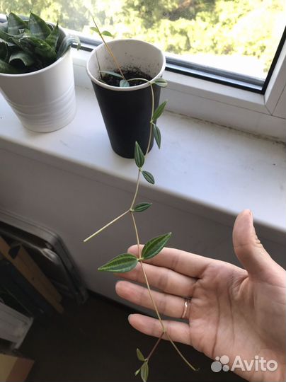 Пеперомия ангулата