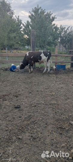 2 бычки и 2 Тёлочки.возрост,1,3.всем
