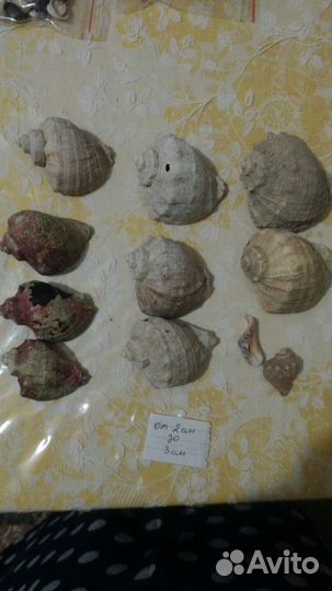 Морские ракушки