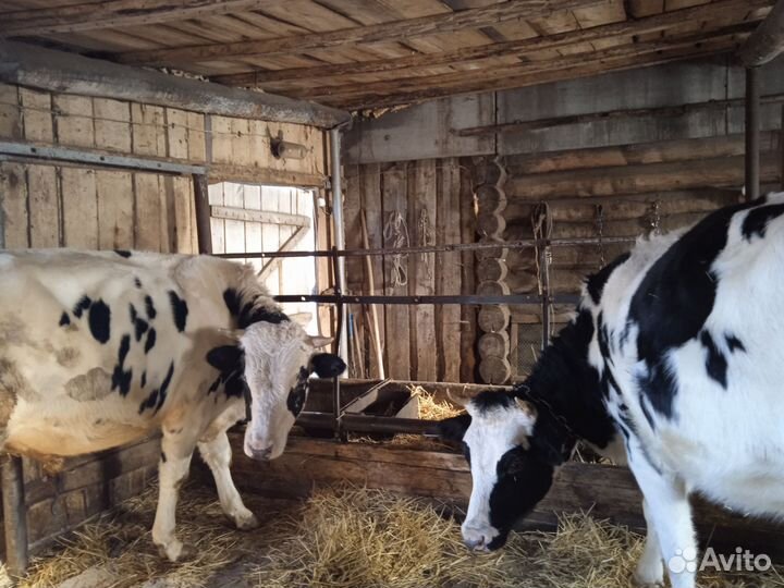 Телки стельные, коровы