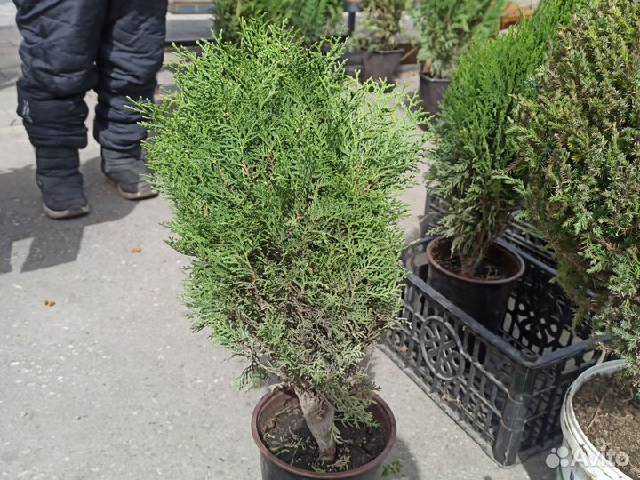Можжевельник,туя смарагд,туя брабанд