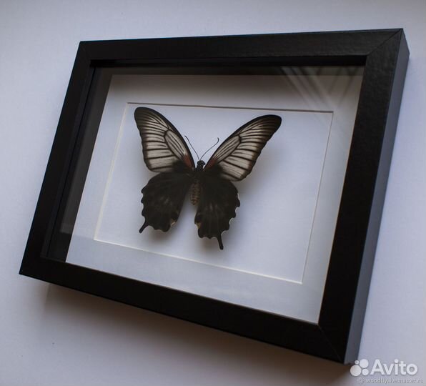 Картины с бабочками
