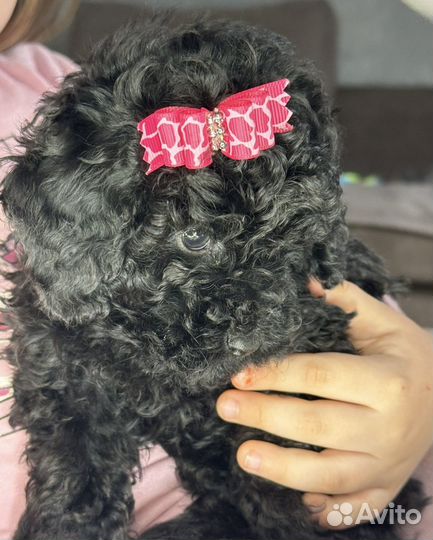 Щенки пуделя