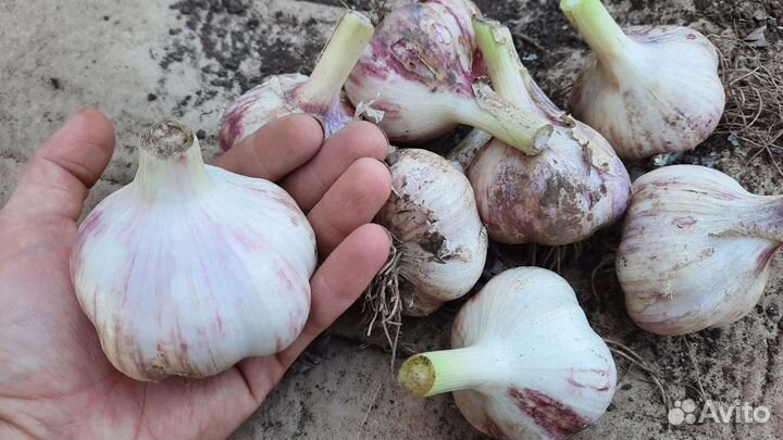 Семена озимого чеснока Шадейка