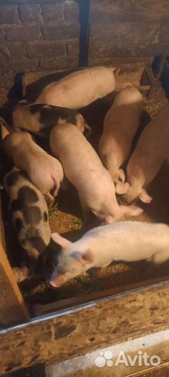 Поросята