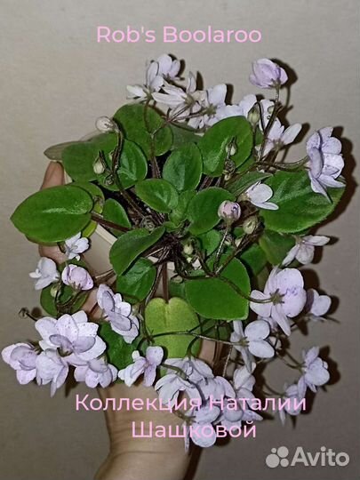 Детки сортовых фиалок