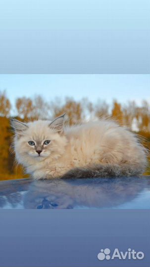 Невская маскарадная
