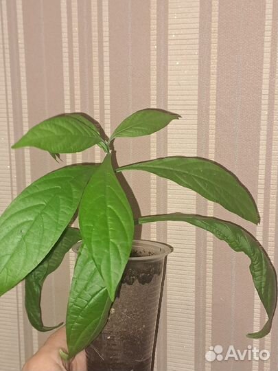 Пахистахис