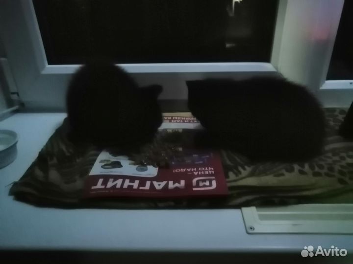 Кошки в добрые руки