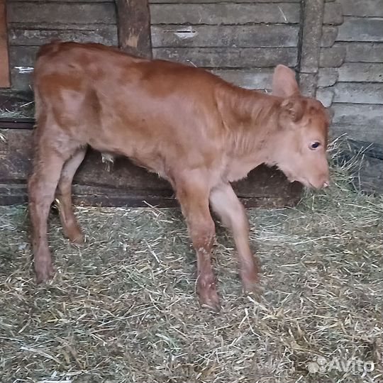 Бычки телки