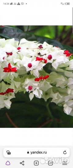 Клеродендрум томпсона