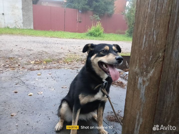 Собачка в добрые руки