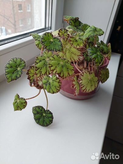 Бегония тигровая