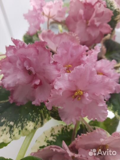 Листик фиалки