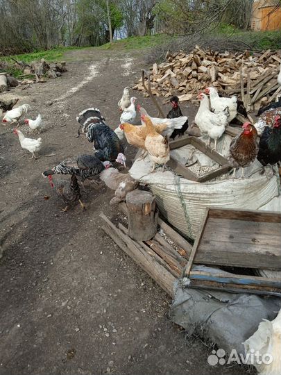 Домашние куриные яйца