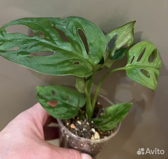 Комнатные растения