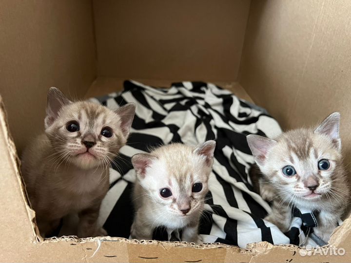 Снежные бенгальские котята