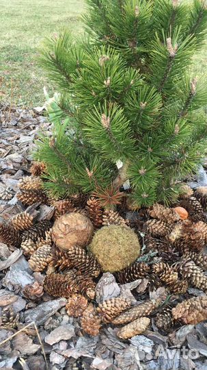 Кора, мульча