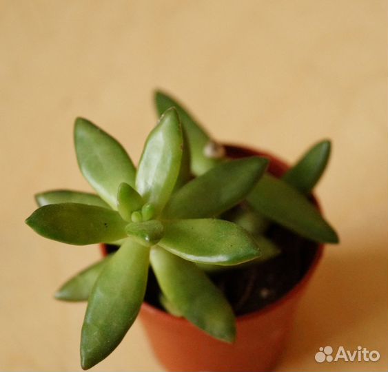 Седум Нуссбаумера