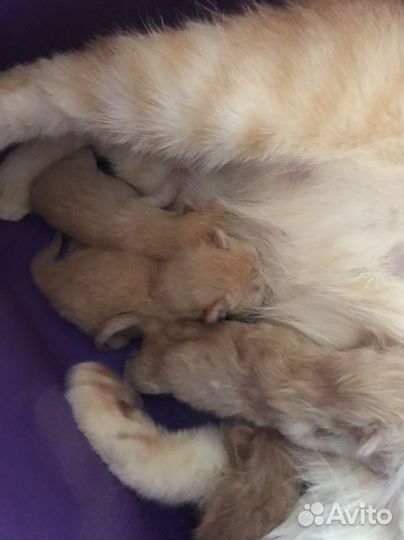 Котята от умной кошки